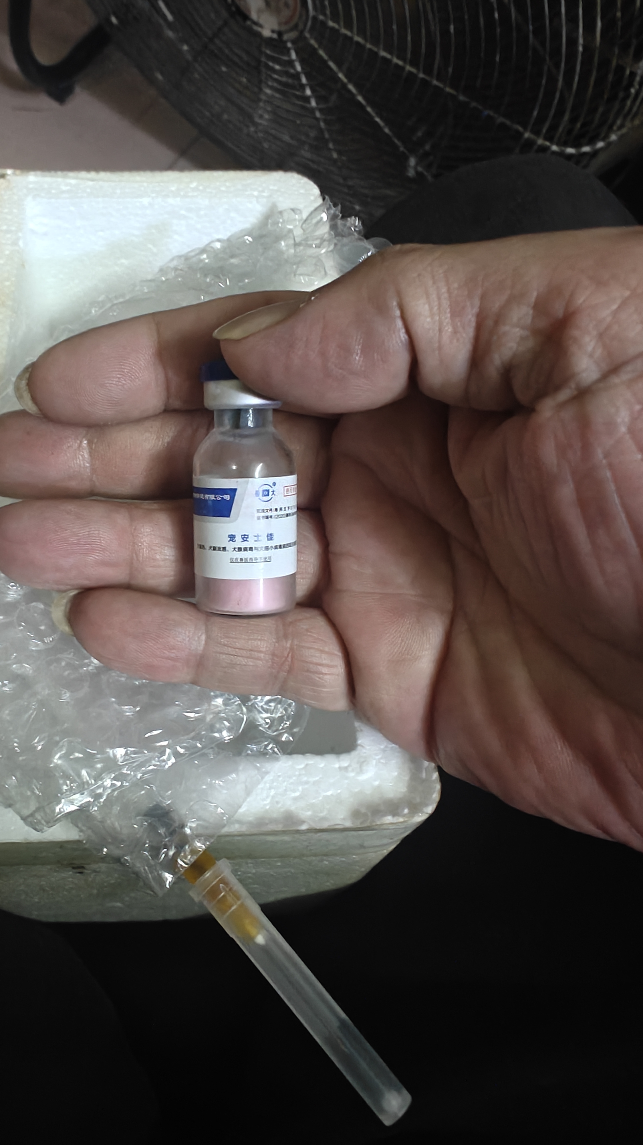 稀有黑色的拉布拉多